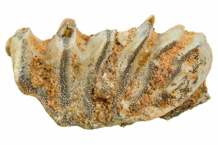 Cretaceous Lungfish (Ceratodus) Tooth Plate - Morocco #366725